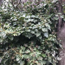 English Ivy smothering tree